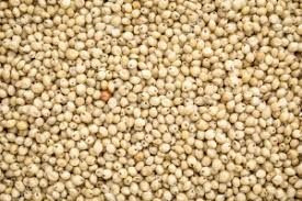 High-Quality Sorghum – Food & Animal Feed Supply