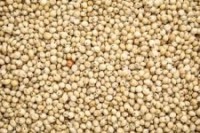 High-Quality Sorghum – Food & Animal Feed Supply