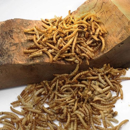 Quality Dried Mealworms | PLAN MULTIPLE COMMODITIES