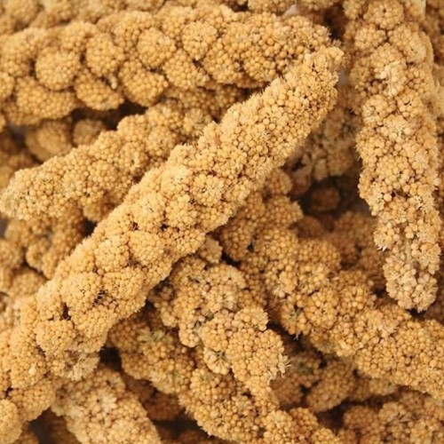 Natural Millet Sprays – Premium Bird Feed