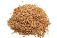Quality Dried Mealworms | PLAN MULTIPLE COMMODITIES