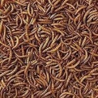 Quality Dried Mealworms | PLAN MULTIPLE COMMODITIES