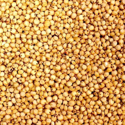 High-Quality Sorghum – Food & Animal Feed Supply
