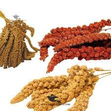 Natural Millet Sprays – Premium Bird Feed
