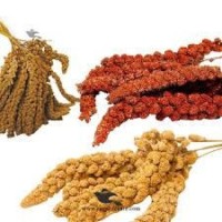 Natural Millet Sprays – Premium Bird Feed