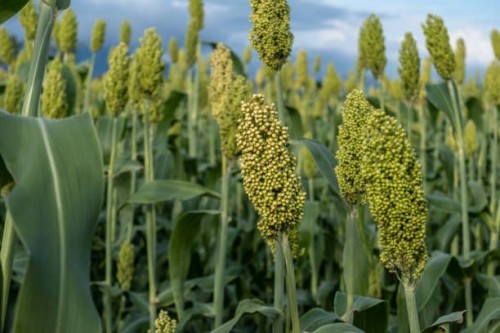 High-Quality Sorghum – Food & Animal Feed Supply