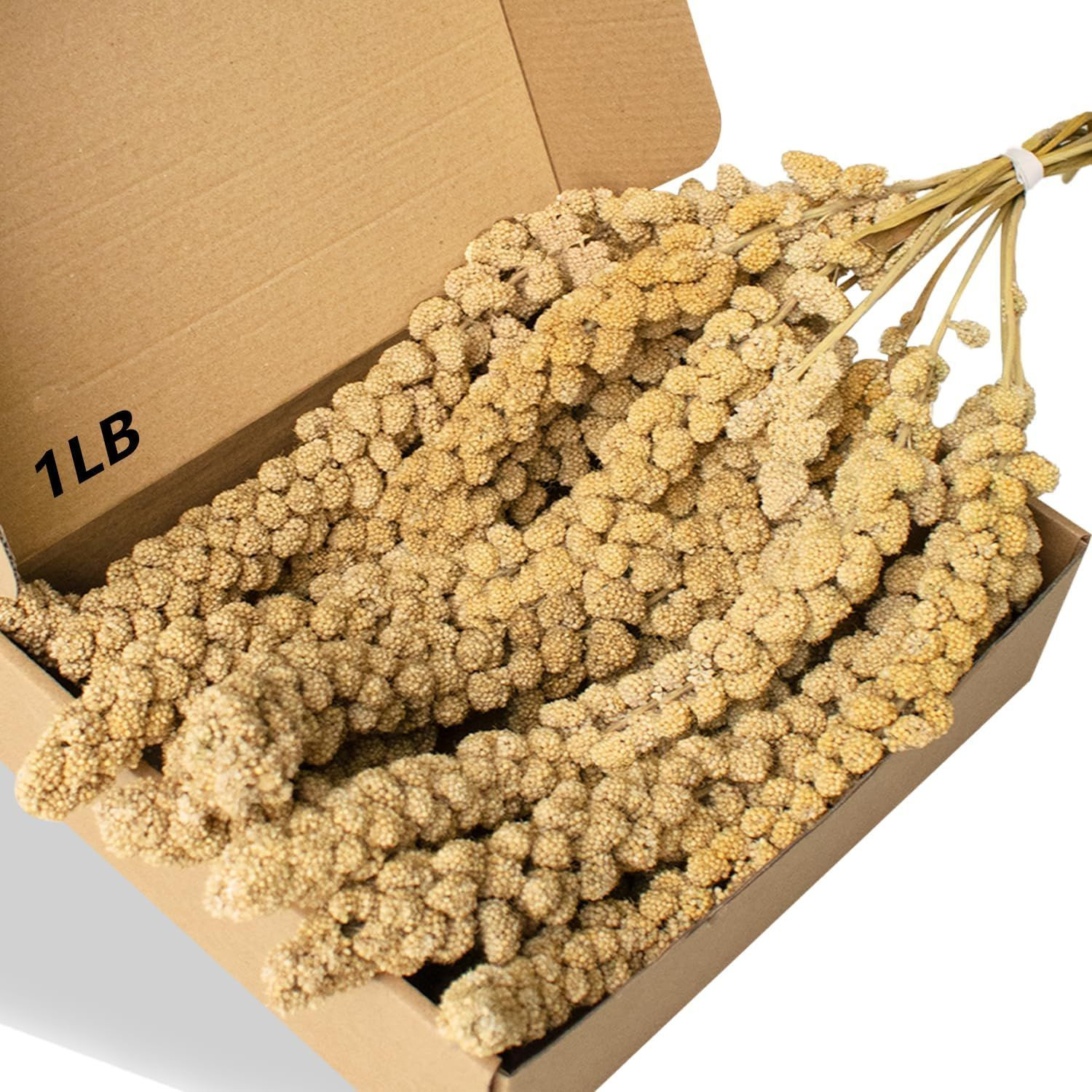 Natural Millet Sprays – Premium Bird Feed
